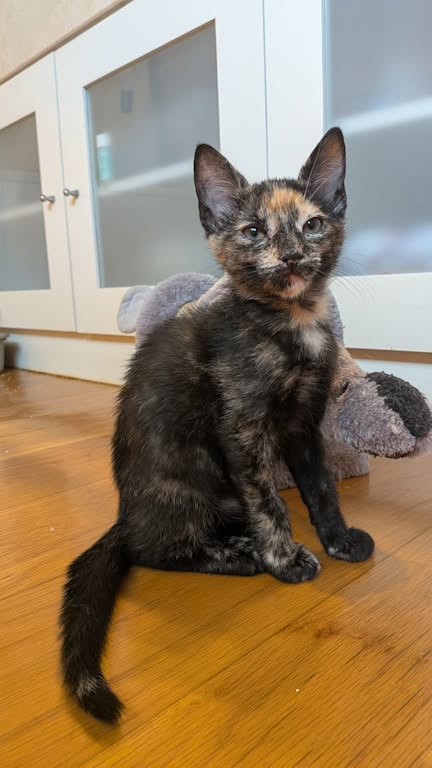 Gatitos2 Gatitos2 Estos gatitos rescatados junto al río, en Irura, necesitan una familia