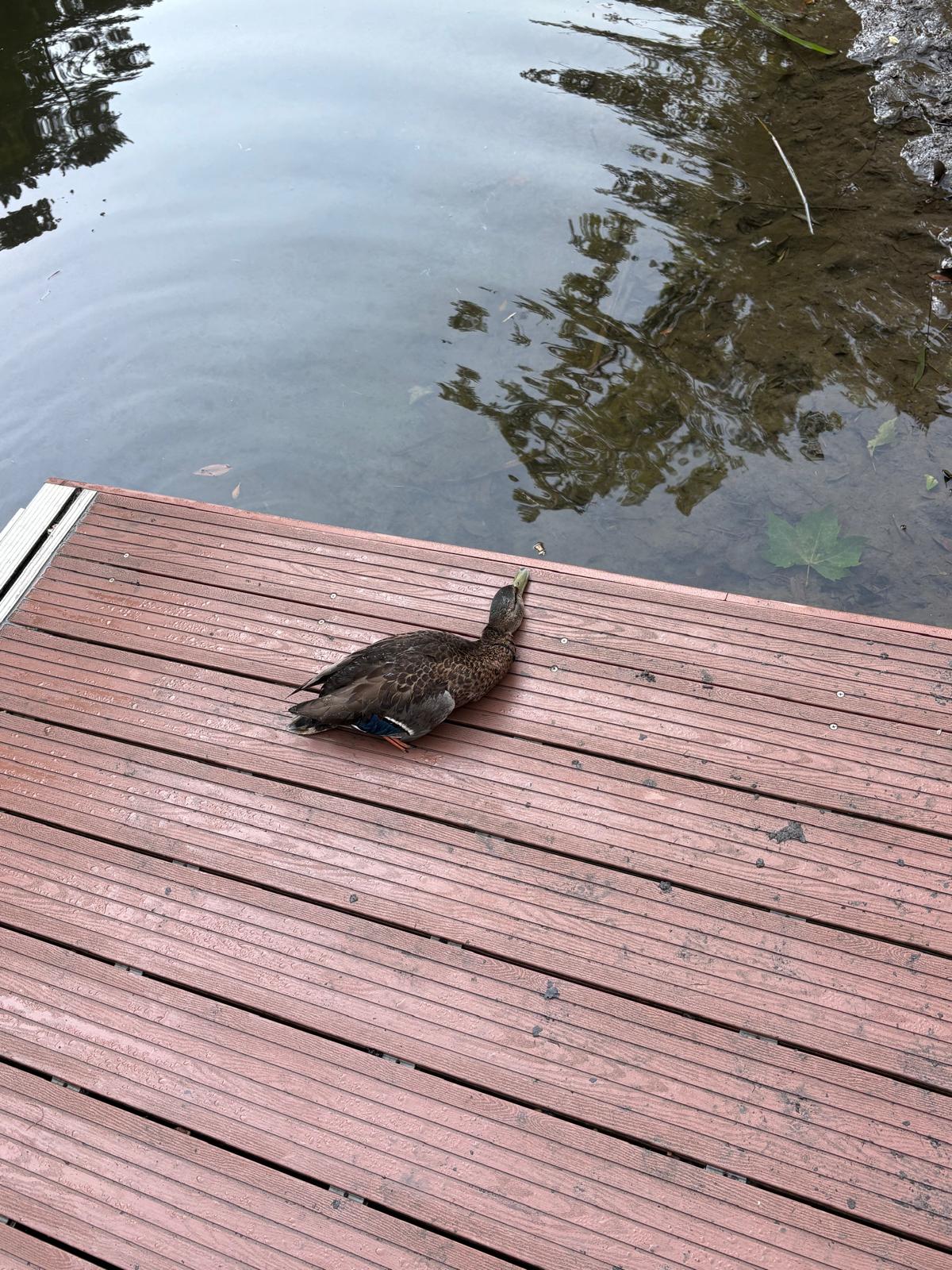 Aparecen aves y peces muertos en el Urumea días después de detectarse un vertido en Txomin Enea 2 WhatsApp Image 2026 08 03 at 11.41.15 4 Aparecen aves y peces muertos en el Urumea días después de detectarse un vertido en Txomin Enea