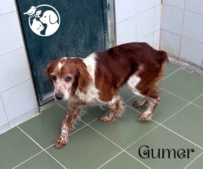 Gumer: un spaniel de doce años cariñoso y noble 1 Gumer Gumer: un spaniel de doce años cariñoso y noble
