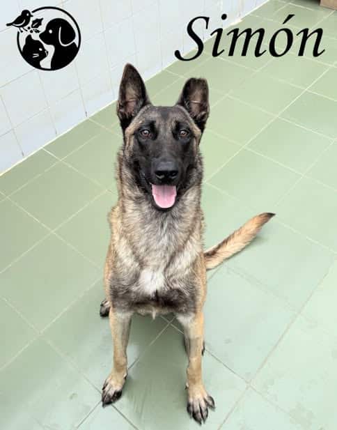 Simón, un belga malinois ideal para gente activa 1 Simon Simón, un belga malinois ideal para gente activa